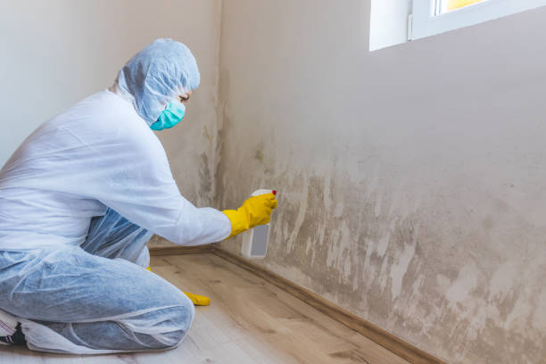 Licensed Basement Mold Removal service in Shepherdsville, KY - WQB Mold Removal