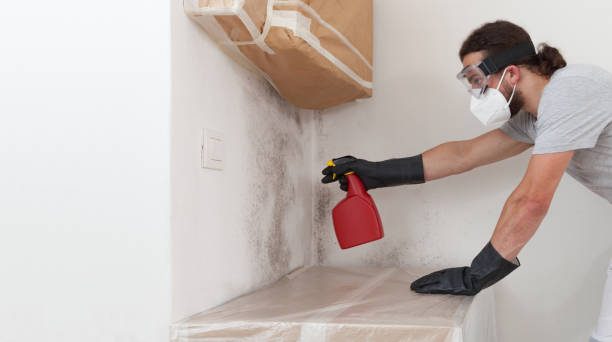 Professional Basement Mold Removal technician working in Shepherdsville, KY