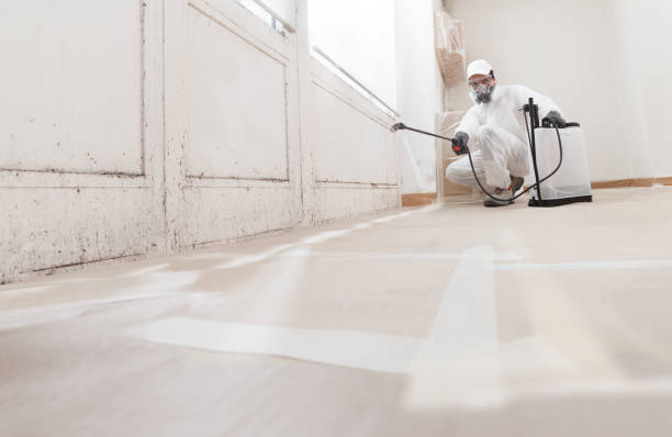 24/7 Emergency Basement Mold Removal experts in Shepherdsville, KY