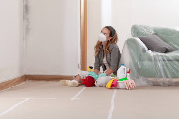 Reliable Basement Mold Removal contractor in Shepherdsville, KY by WQB Mold Removal