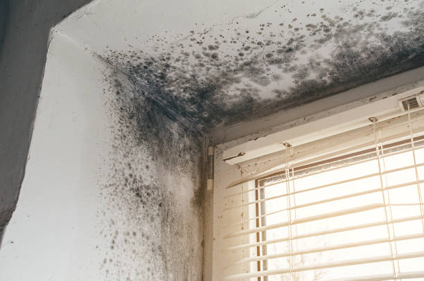 Affordable Basement Mold Removal solutions in Shepherdsville, KY