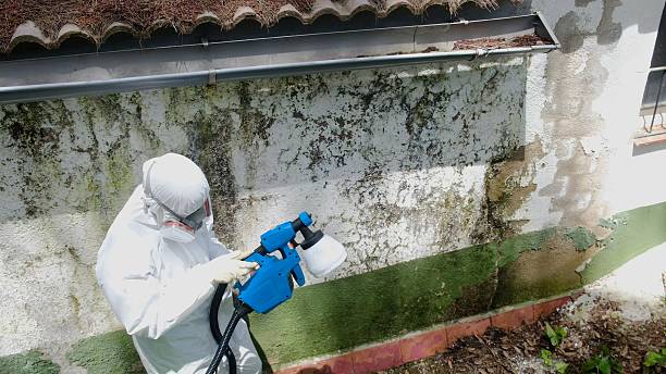Top rated local Basement Mold Removal specialists in Shepherdsville, KY